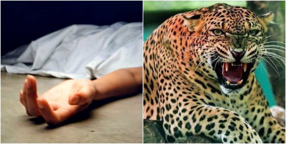 Leopard took away girl playing with relatives at home