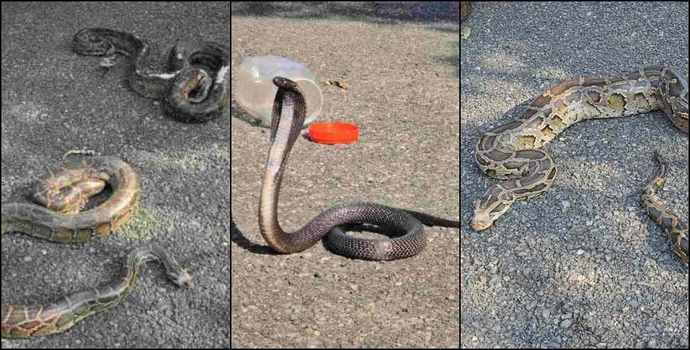 Several venomous snakes appeared simultaneously in Ramnagar