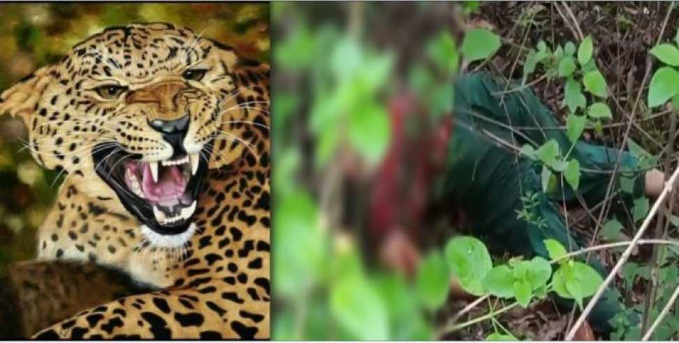 dugadda reena devi leopard: Leopard attacked Reena Devi of Dugadda godi village