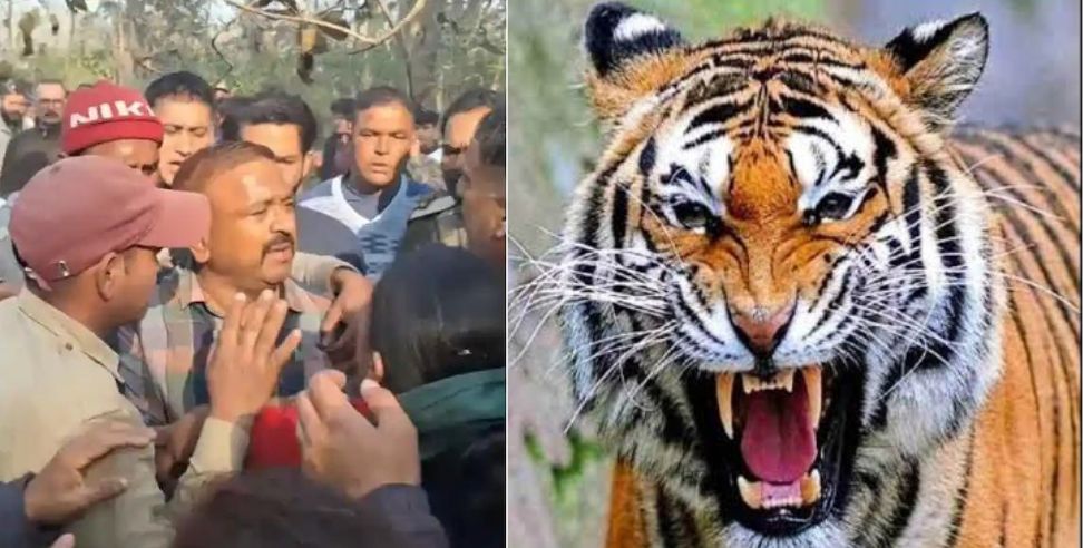 Tiger attack Ramnagar: Tiger hunted woman in dhela range of ramnagar