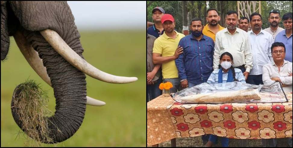 Rudrapur ivory: Smuggler arrested with ivory in Rudrapur