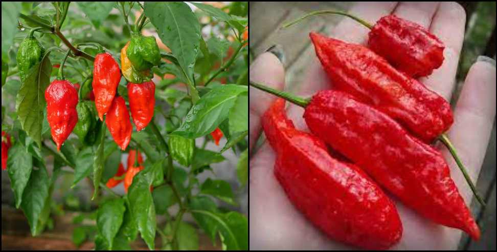 Tehri garhwal news: Bhut jolokia chilli production in tehri garhwal