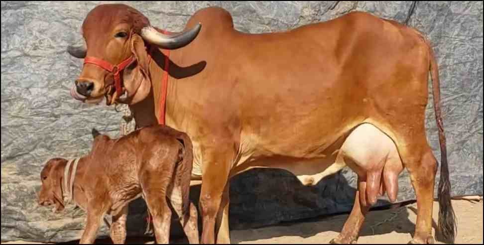 Dehradun Cow smuggling: Cow smuggling in Dehradun