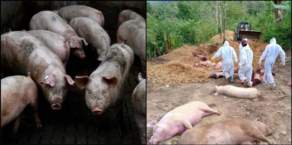 African Swine Fever in Uttarakhand: African Swine Fever in Uttarakhand