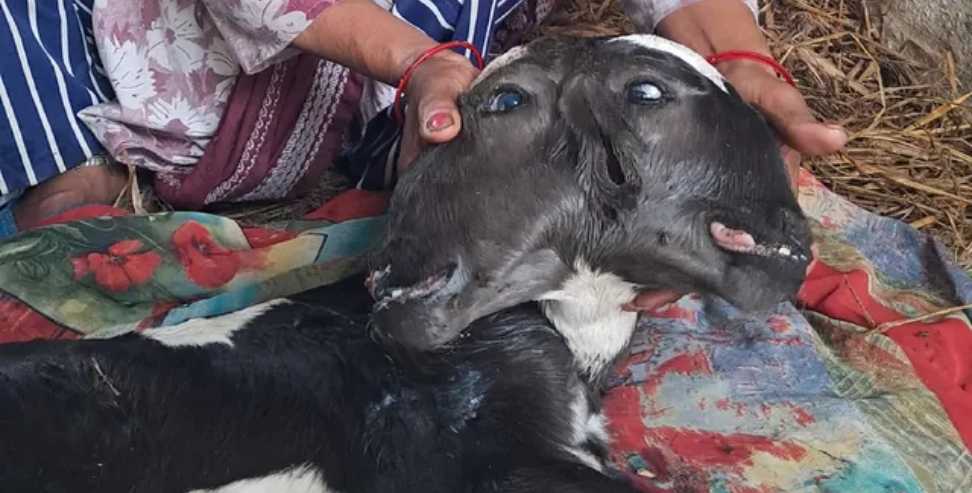Two Headed Calf: Two-Headed Calf Born in Haldwani  Draws Public Attention