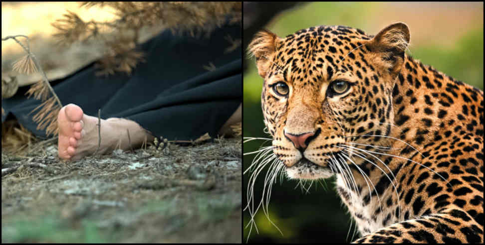Pauri garhwal Leopard: Pauri Garhwal Gadoli School Holiday Leopard Attack