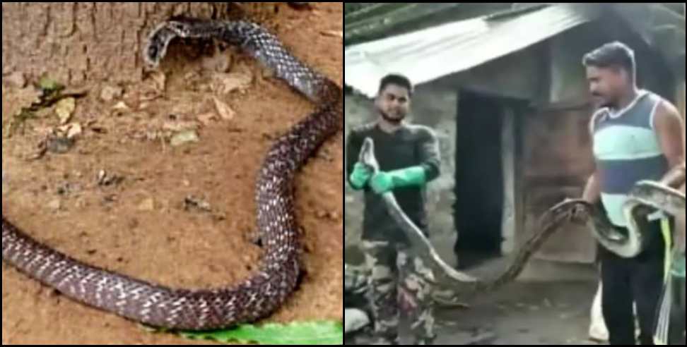 champawat ghora pachaar snack : 8 feet long snake enters Tanakpur Baladutt Sharma house
