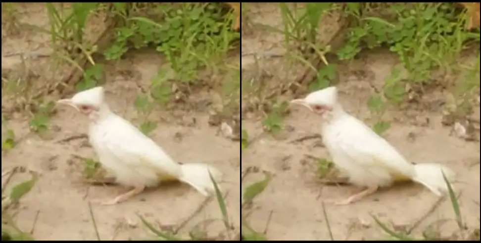 White Himalayan Bulbul Uttarakhand: White Himalayan Bulbul seen in Jim Corbett Park