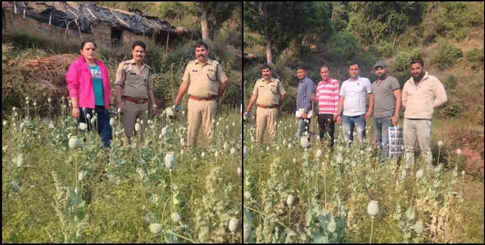 tehri garhwal Opium cultivation: Opium cultivation in Moonglodi village of Tehri Garhwal