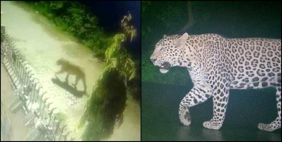 Rishikesh Guldar: Leopard seen near Shiva enclave
