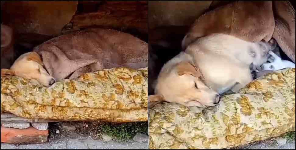 ranikhet dog video: ranikhet dog lover video viral