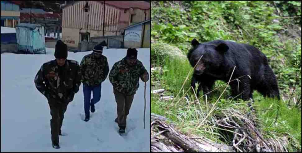 badrinath bear: Bears broke doors of many houses in Badrinath