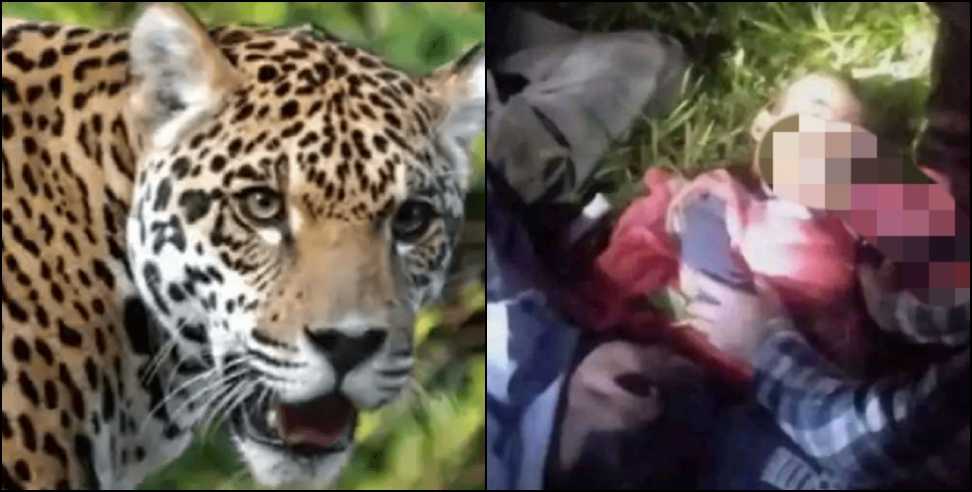 Almora Aarav Bora Leopard: Leopard attack on Aarav Bora in Almora