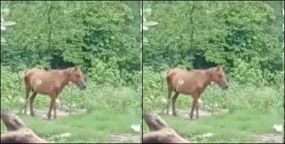 Dehradun Aryanagar angry horse: Angry horse injured many people in Dehradun Arya Nagar