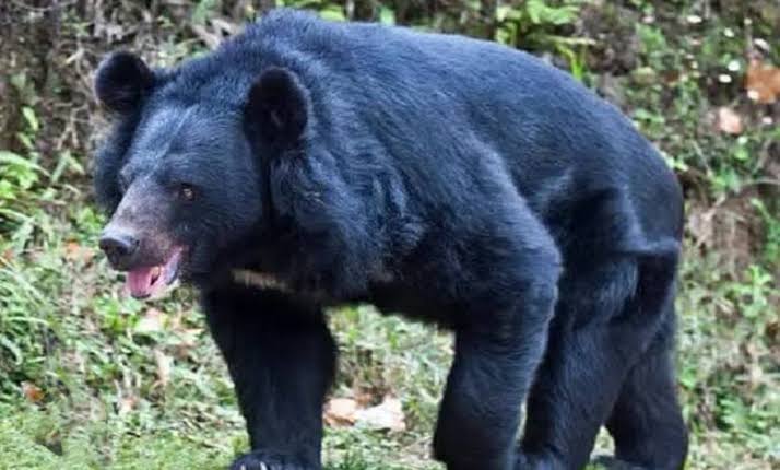 Bear attack bhimtal: Bear Attacked Villager In Bhimtal