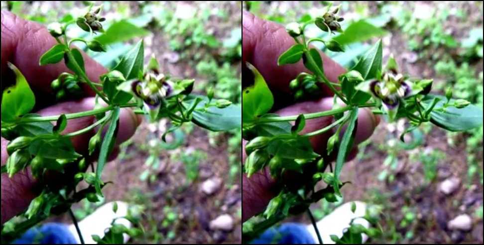Rare Medicinal Plant Rediscovered in Uttarakhand After 140 Years