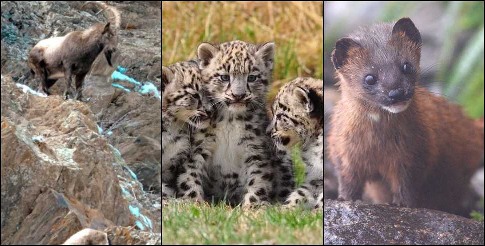 Nanda Devi National Park: Rare wildlife found in Nanda Devi National Park