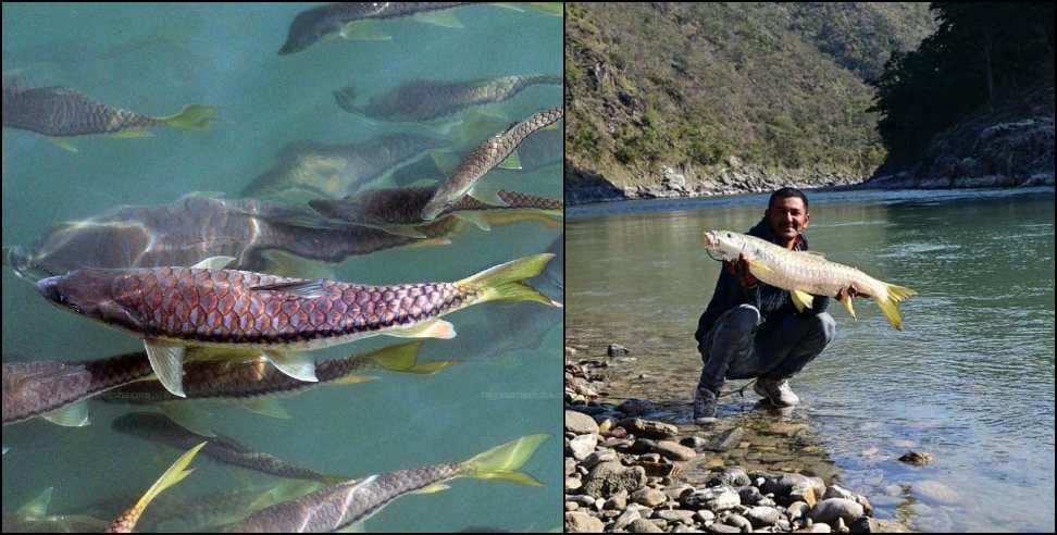 Golden Mahseer Fish Revived in Uttarakhand After 14 Years of Extinction