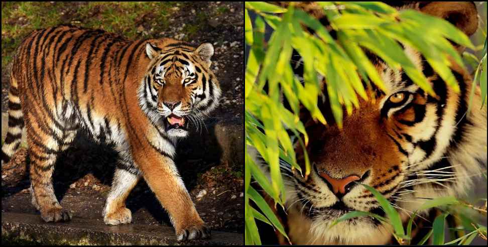 uttarakhand fatehpur range tiger : Uttarakhand Fatehpur Range man eater tiger
