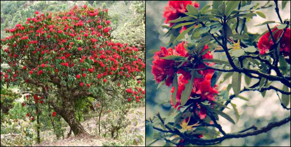 burans flower: Research about buransh in uttarakhand