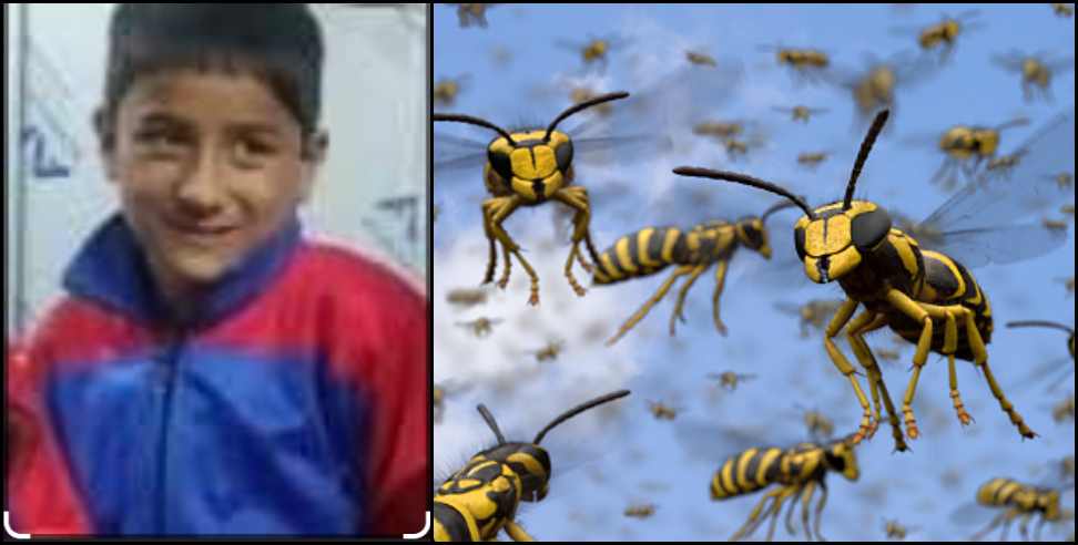 champawat wasp ritik death: 11-year-old Hrithik dies due to wasp bite in Champawat