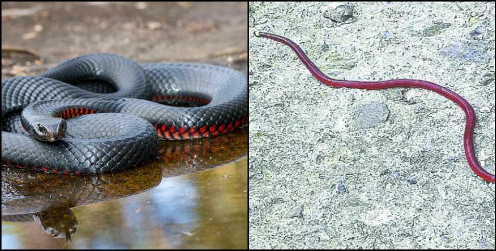 Mussoorie Blackbellied Coral Snake: Blackbellied coral snake found in Mussoorie