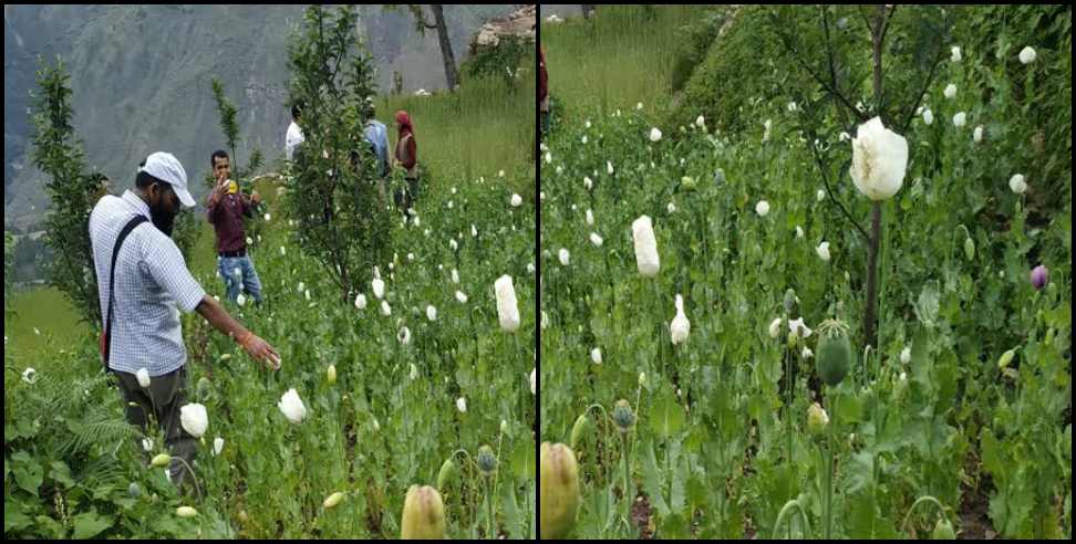 Uttarkashi opium farming: Opium farming in uttarkashi