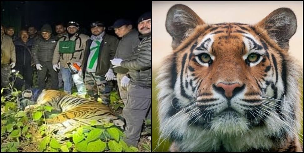 The tiger that killed three women was caught in Ramnagar