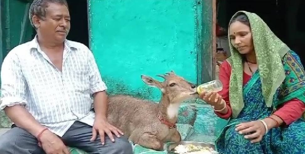 Chamoli Darshan Red Deer: Darshan Lal and Uma Devi are raising deer like a child in Chamoli
