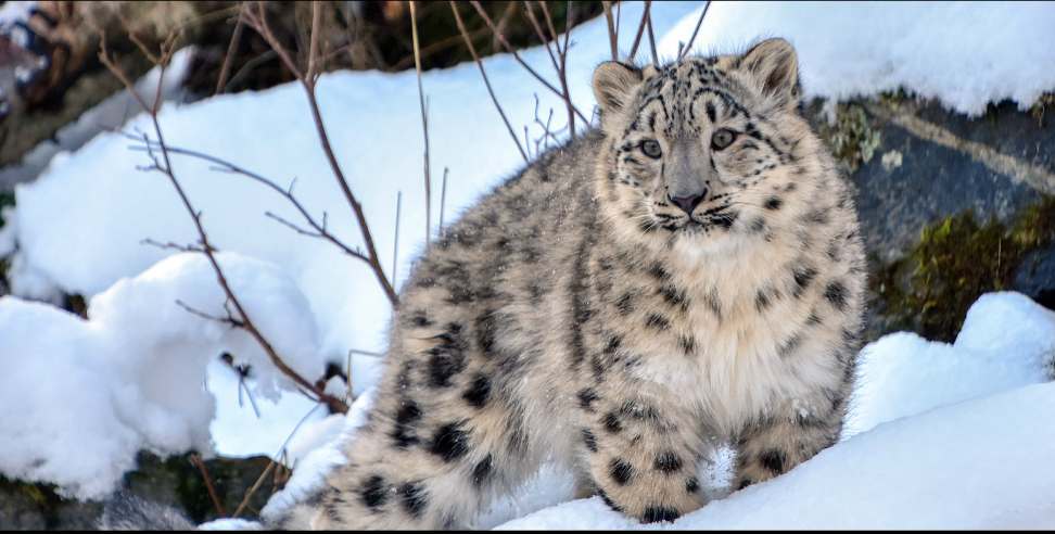 Uttarakhand Snow Leopard: Snow Leopard Conservation Center to be built in Uttarakhand
