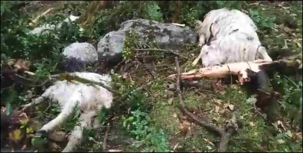 Bhatwadi Thunderstorm 26 Goats Death: Thunderstorm kills 26 goats in Uttarkashi