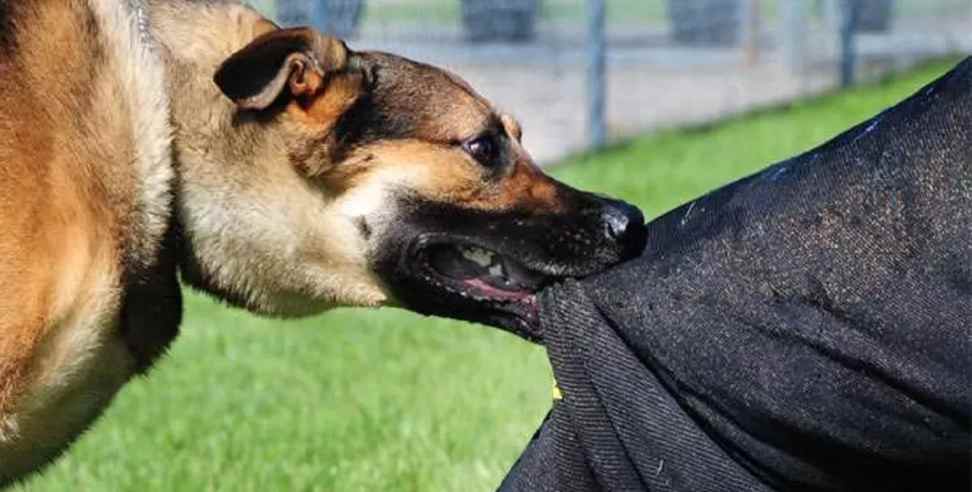 Dehradun mad dog news: Mad dog bitten many children in Dehradun Chakrata