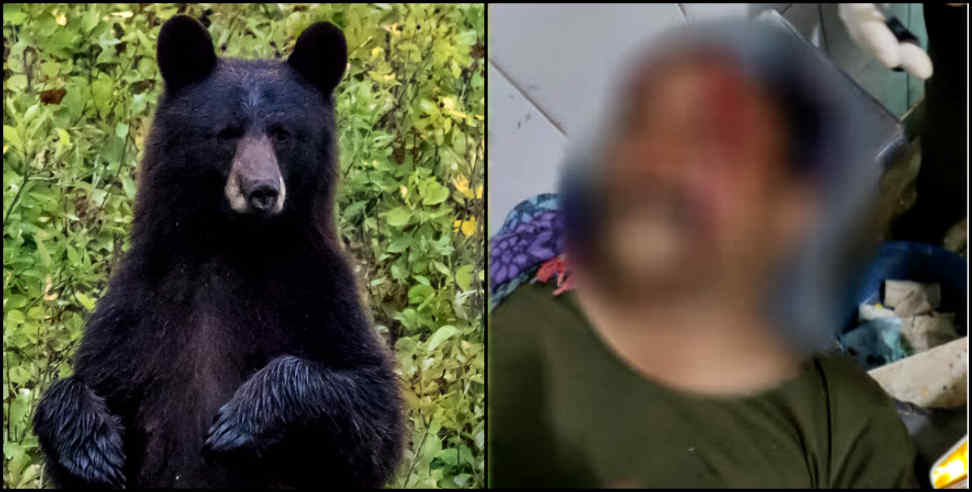 Bear attack: Bear attacked the elderly who picked wood in tharali