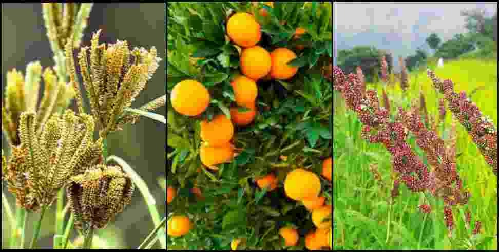 Uttarakhand Koda Jhangora Buransh Malta GI Tag: 11 products including Koda Jhangora of Uttarakhand may get GI tag