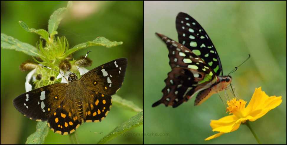 Rare butterfly Ratna Flat found in Uttarakhand after 76 years