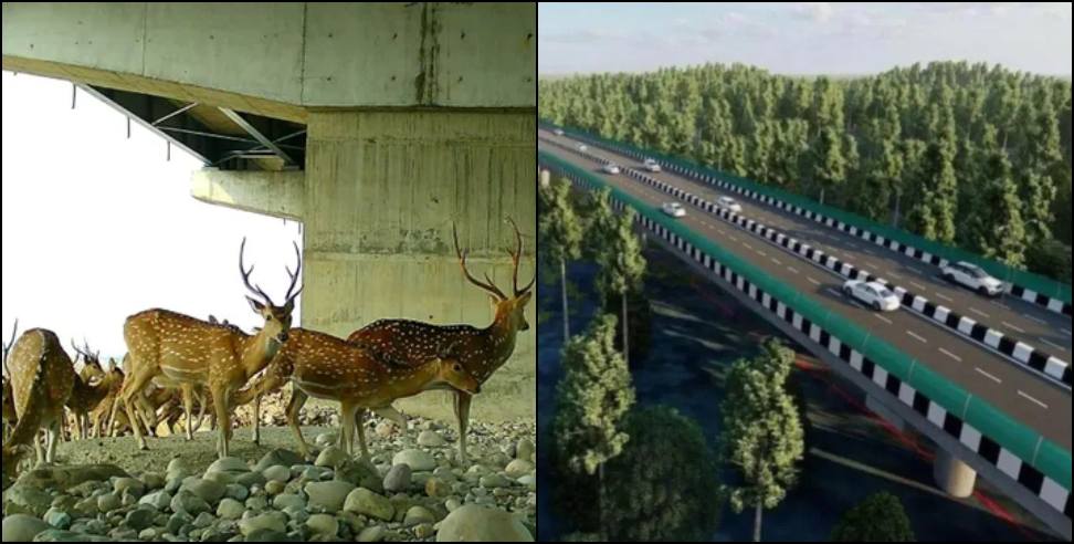 Delhi-Dehradun expressway: Dehradun Delhi Expressway Records 40000 Wildlife Crossings