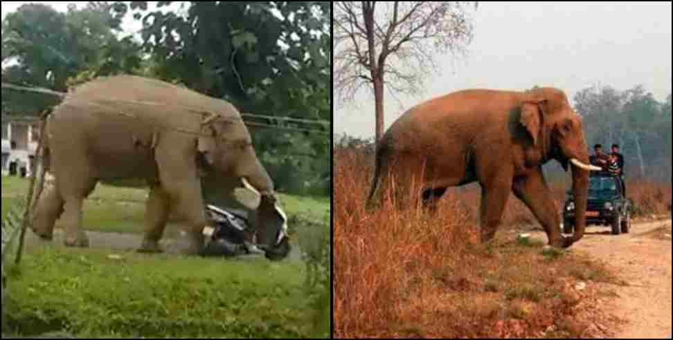 Elephant broke scooty in Doiwala: Elephant broke scooty in Doiwala