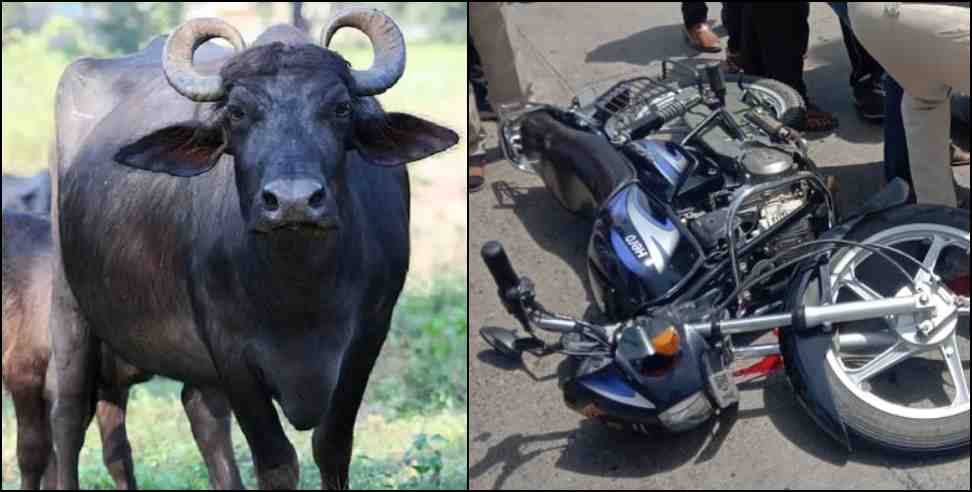 haridwar buffalo stolen : Thieves fled leaving bike phone in Haridwar Jwalapur