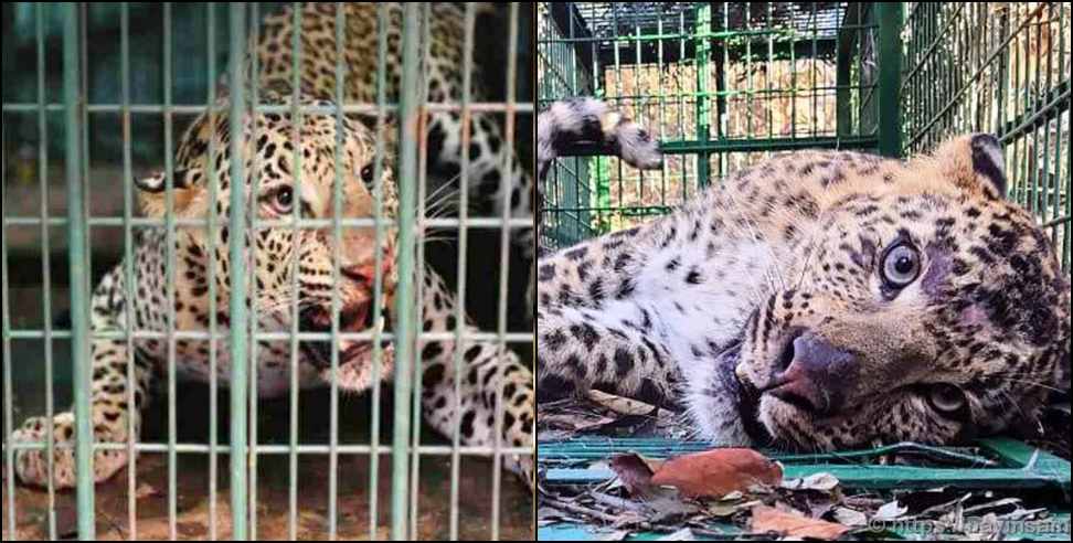 uttarakhand leopard life imprisionment: Life imprisonment for 9 leopards in Haridwar Chidiyapur