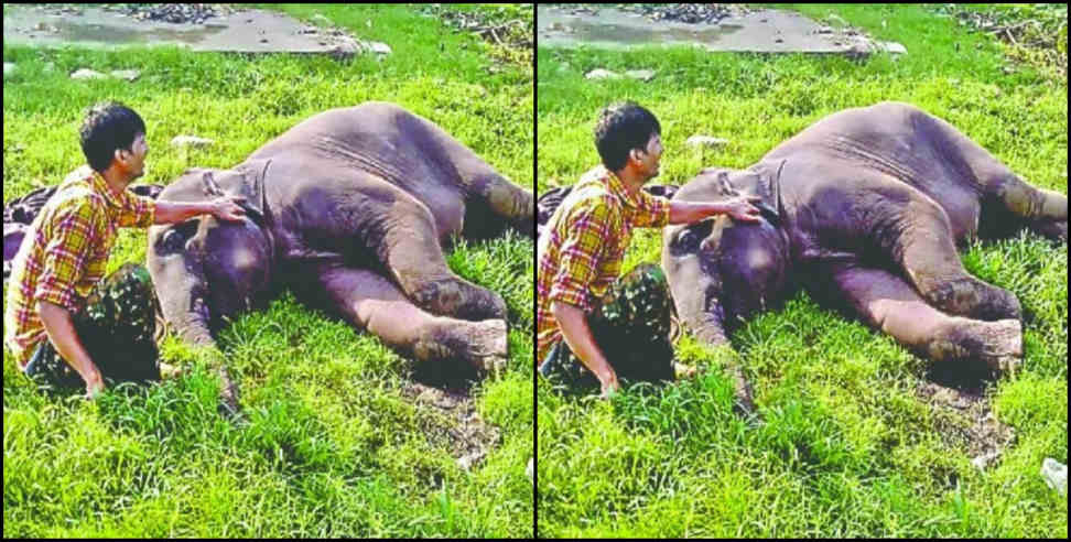 उत्तराखंड न्यूज: corbet national park juhi elephant