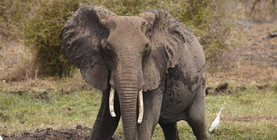 bajpur: Wild elephant group terror in bajpur
