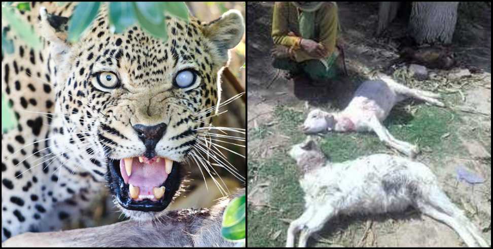 Bageshwar News: Leopard killed goats in Bageshwar