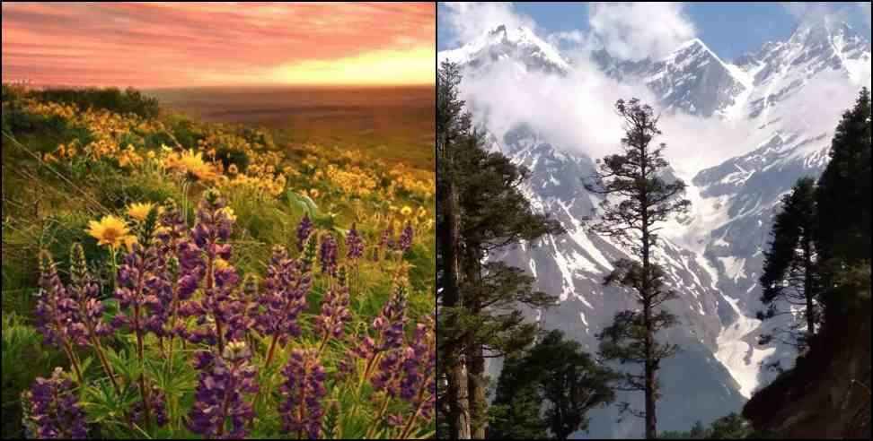 Chiyalekh Valley of Flowers: Uttarakhand Chiyalekh Valley of Flowers