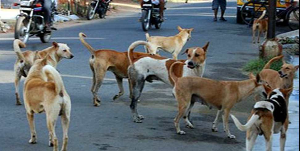 Dehradun News: Stray dogs attacked a girl in Dehradun