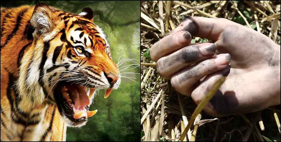Nainital news: Tiger killed woman who went to grass cutting in Nainital