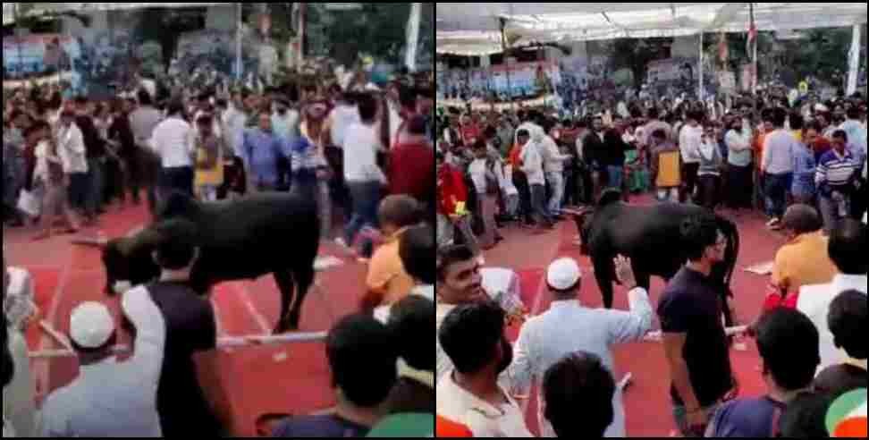 Haldwani Congress Rally Bull: Bull entered IN Haldwani Congress rally