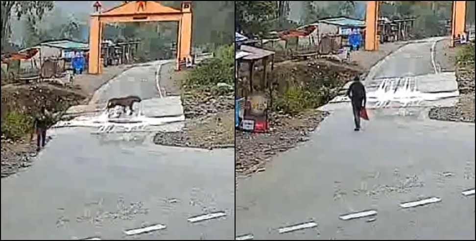 ramnagar garjiya temple tiger: Video of Tiger in Ramnagar Garjia Temple Uttarakhand