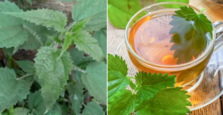 Uttarakhand doctor ajay semlti made medicine from kandali