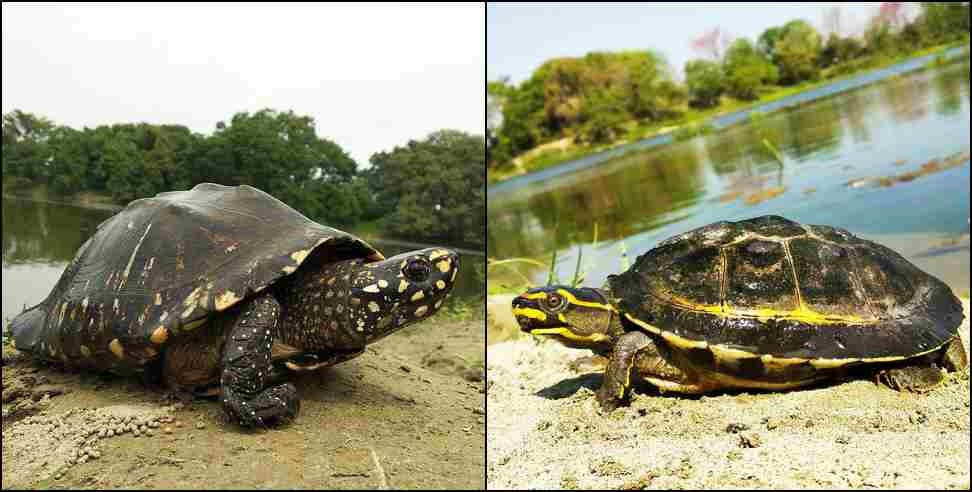 Rudrapur turtle smuggling : Turtle smuggling in Udham Singh Nagar Rudrapur