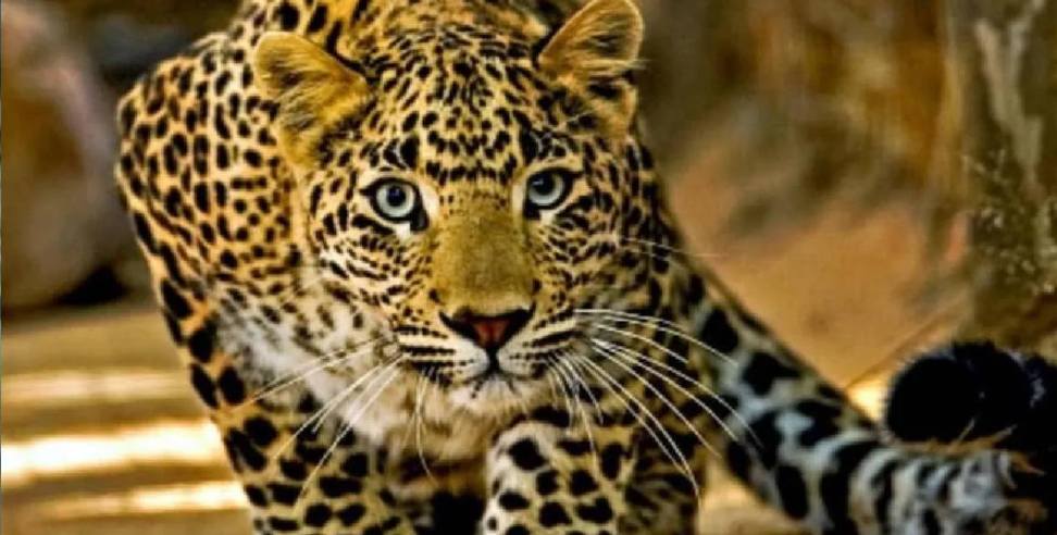 Professional shooter deployed to kill leopard